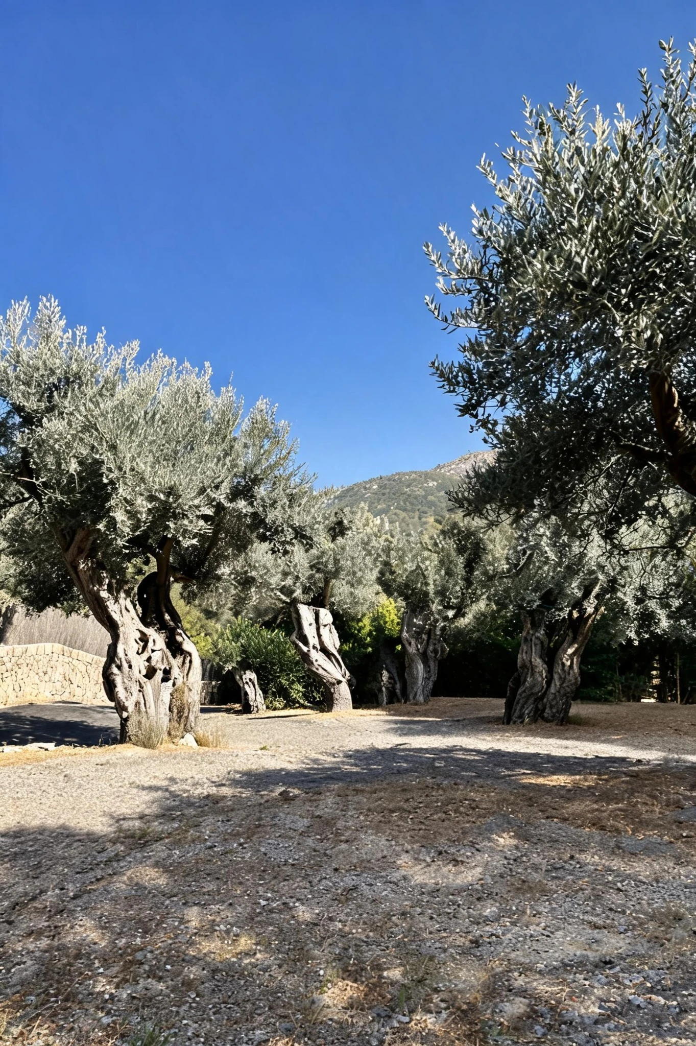 Mature olive trees in a sunlit garden beneath a clear blue sky